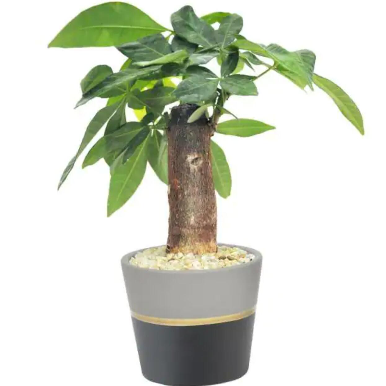 FlowersFlants - View 3