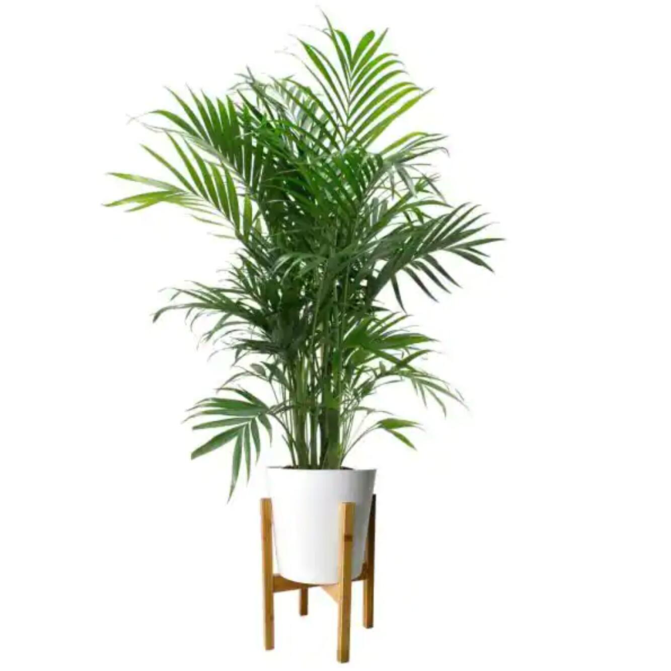 FlowersFlants - View 9