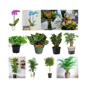 FlowersFlants - Image 1