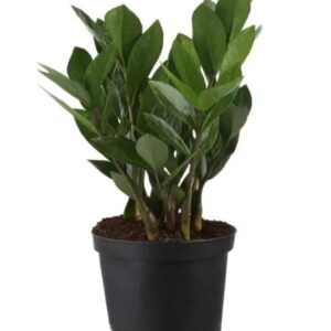 FlowersFlants - Image 2