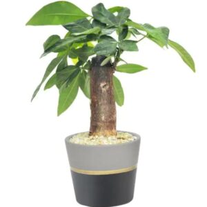 FlowersFlants - Image 3