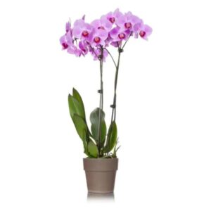 FlowersFlants - Image 4