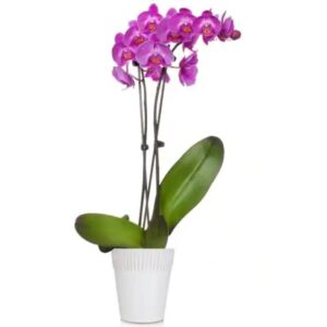 FlowersFlants - Image 5