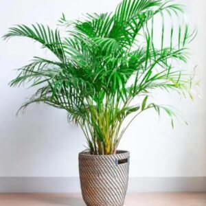 FlowersFlants - Image 6