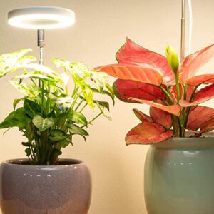 FlowersFlants - Image 7