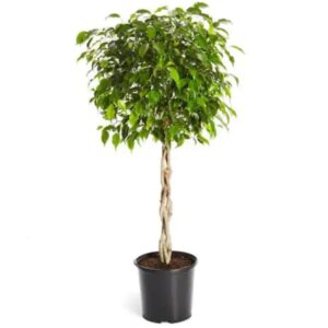 FlowersFlants - Image 8