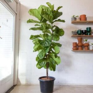 FlowersFlants - Image 10