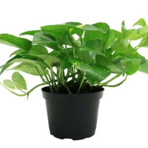 FlowersFlants - Image 11