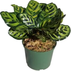 FlowersFlants - Image 12