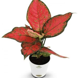 FlowersFlants - Image 13